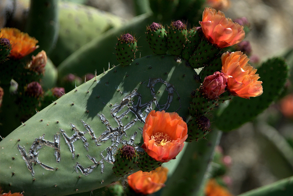 Цветение кактуса - ФотоЛюбка *