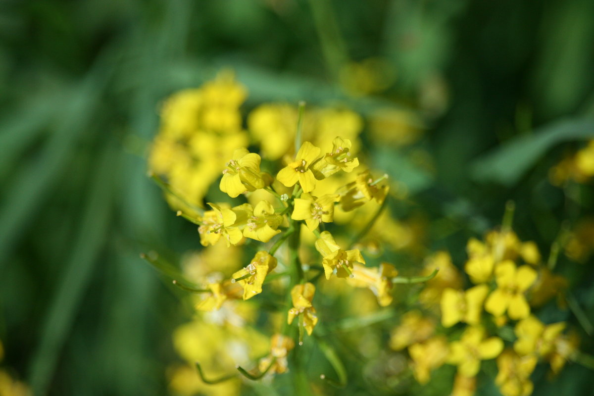 Желтые цветы - Андрей Кузнецов
