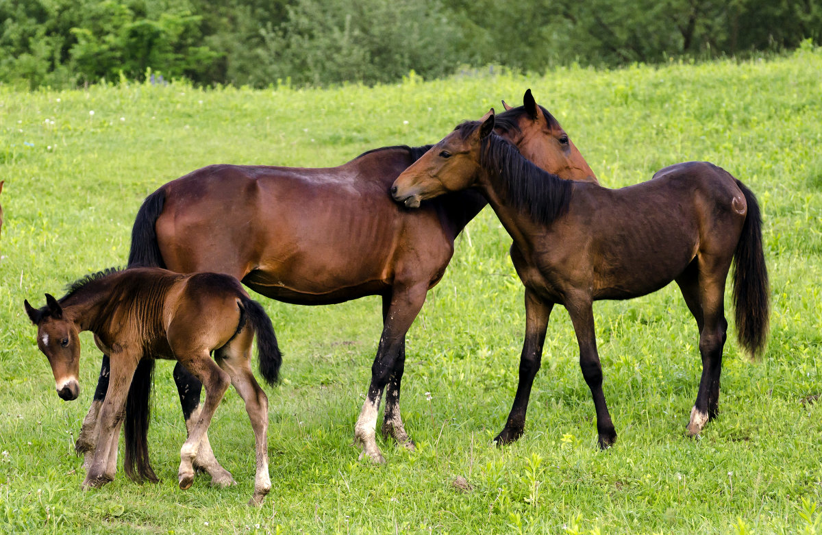Семья лошадей - Oleg Khot