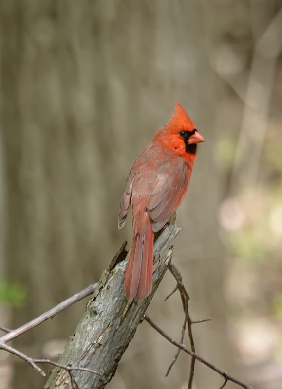 Red Cardinal - Alexandr Ghereg