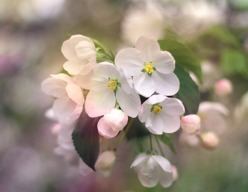 Яблони в цвету - Татьяна Ермакова