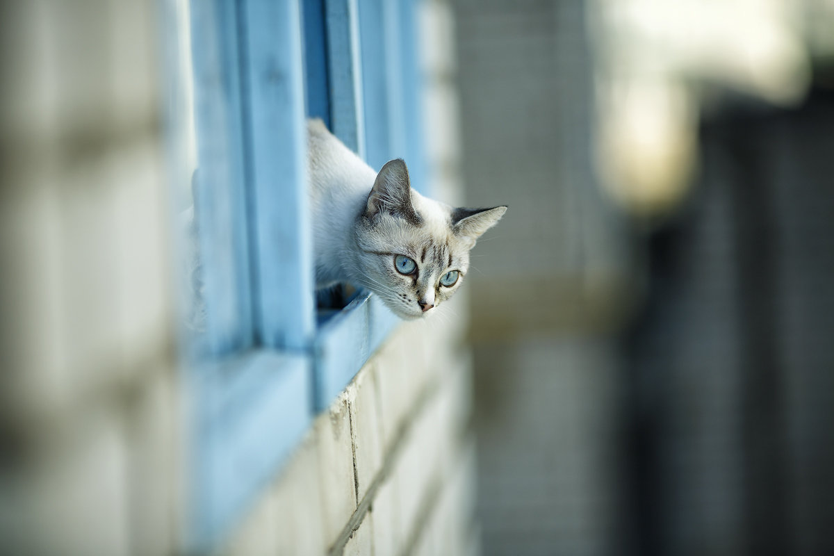 Кошка смотри с балкона - Сергей Селевич