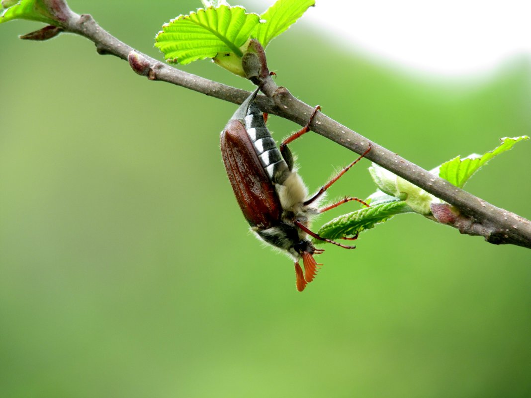 майский жук - Marina Timoveewa