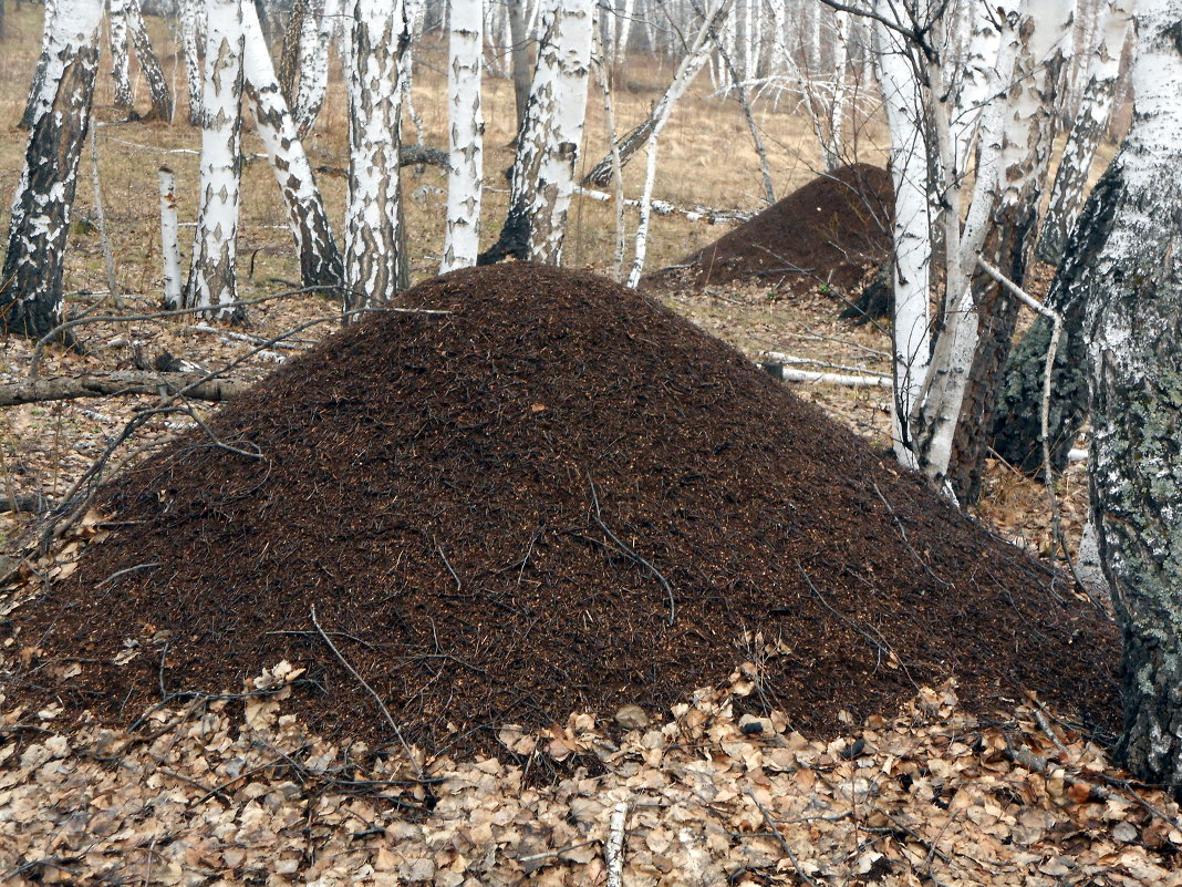 муравьиный  район - ayrat  malabaev 