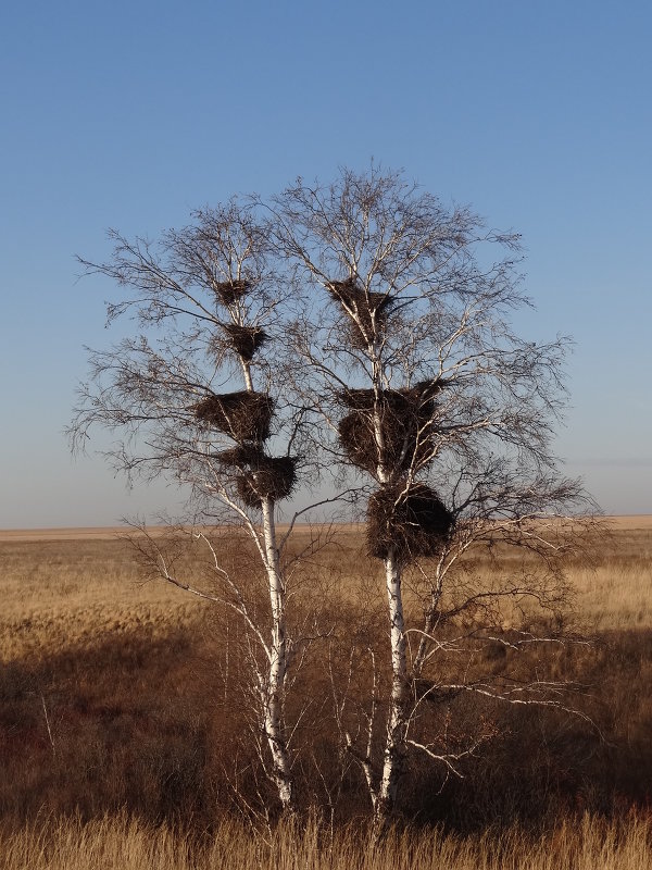 березы гнездовые - люба 