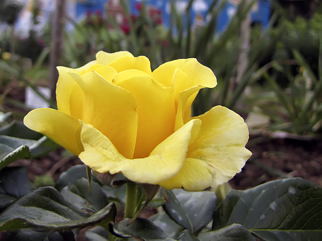 Golden Smiles Rose,флорибунда - Сергей Мягченков