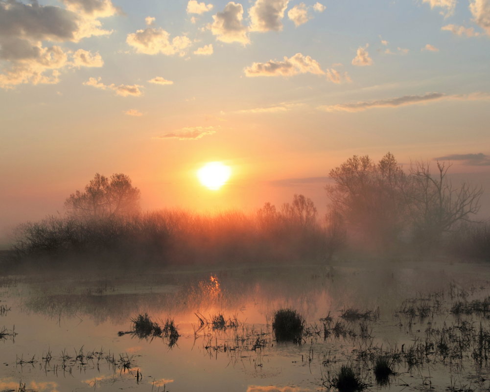 Утро на болоте - Сергей Михайлович