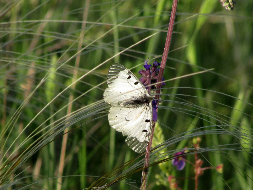 Бабочка в ковыле - Marina Timoveewa