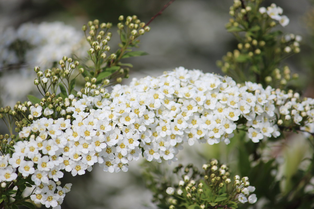 белые цветы - Виктория Зуева