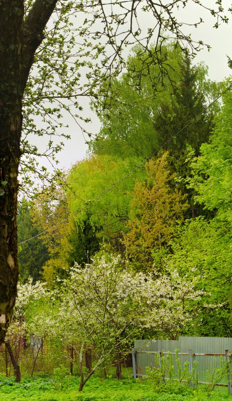 Краски весны на пасмурном фоне - Кот Шредингера