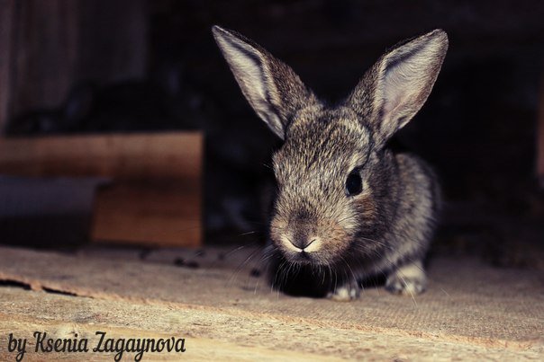 Кролик - Ксения Загайнова