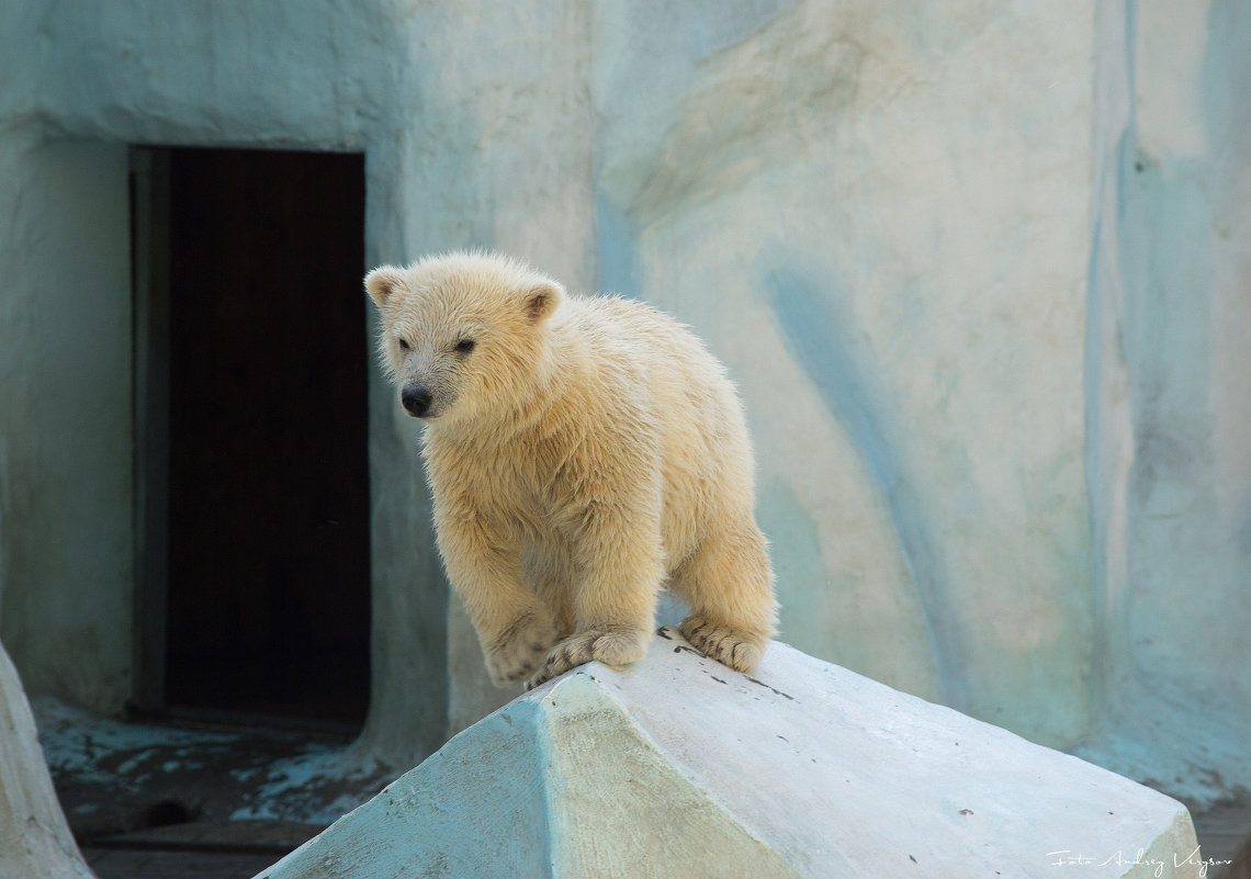 Новосибирский зоопарк - Андрей Верясов