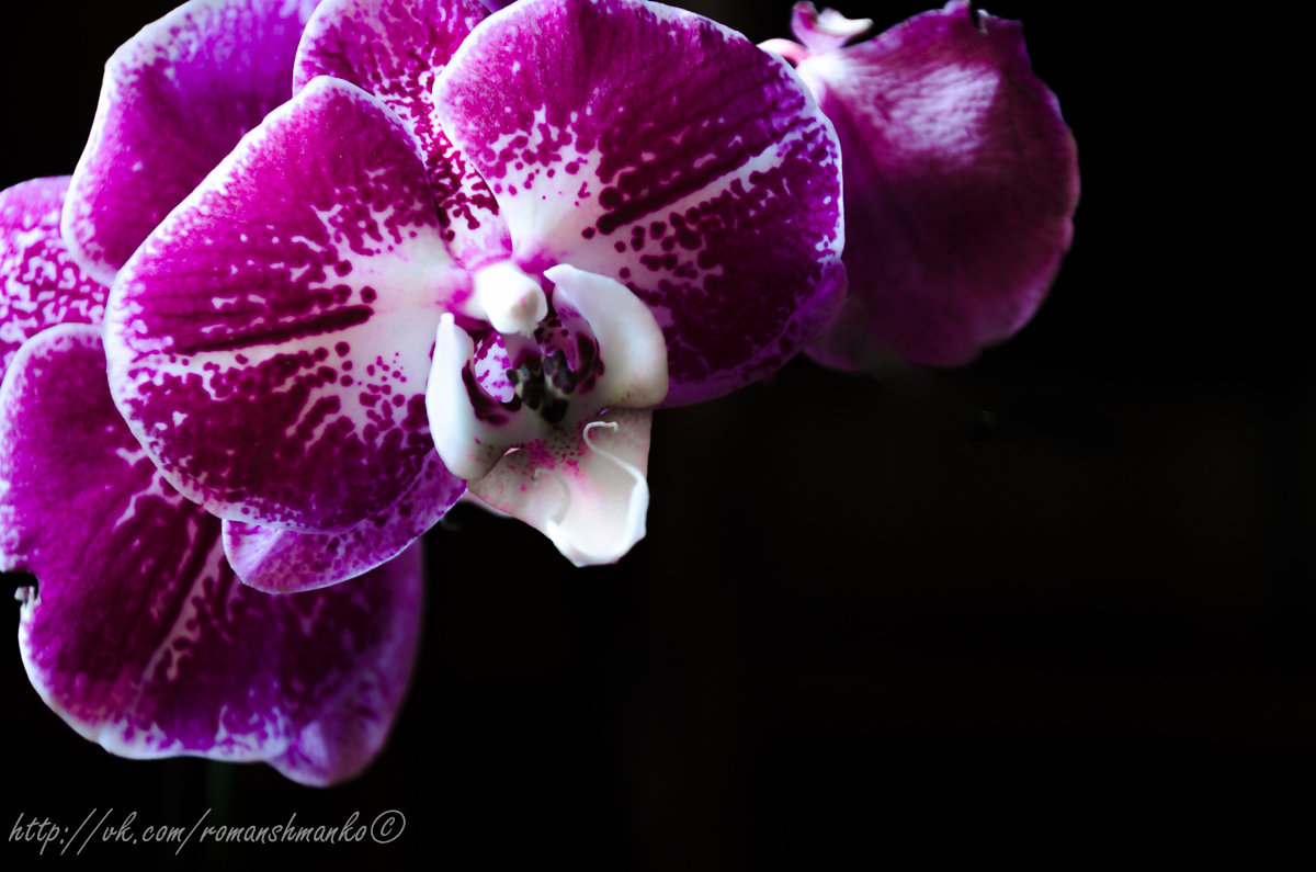 Орхідея - Рома фото Сучинський