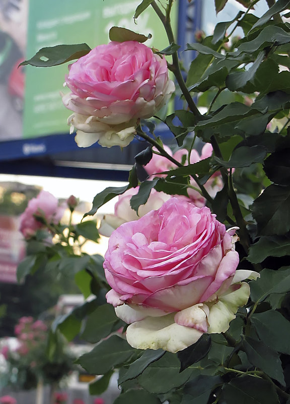 Biedermeier Garden Rose - Сергей Мягченков