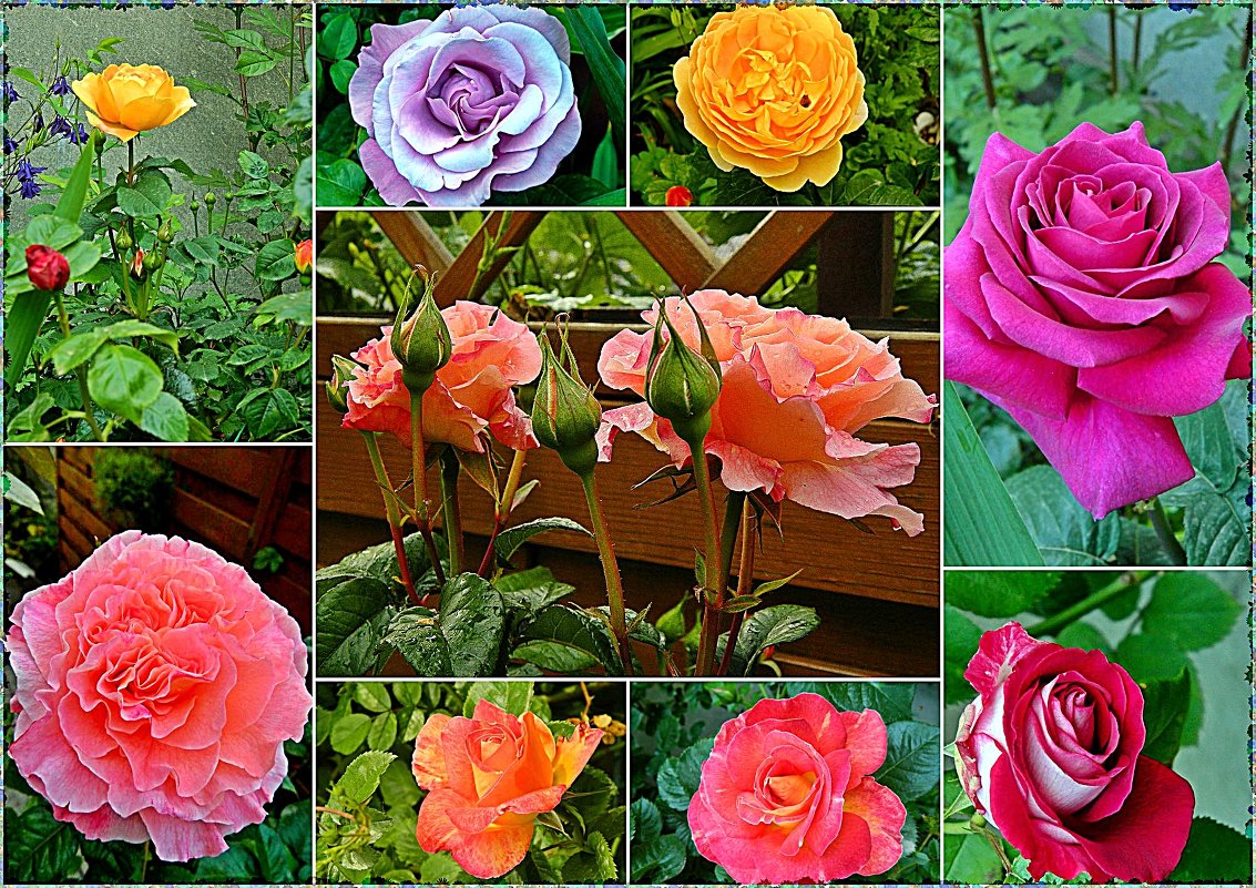 розы нашего двора - Александр Корчемный