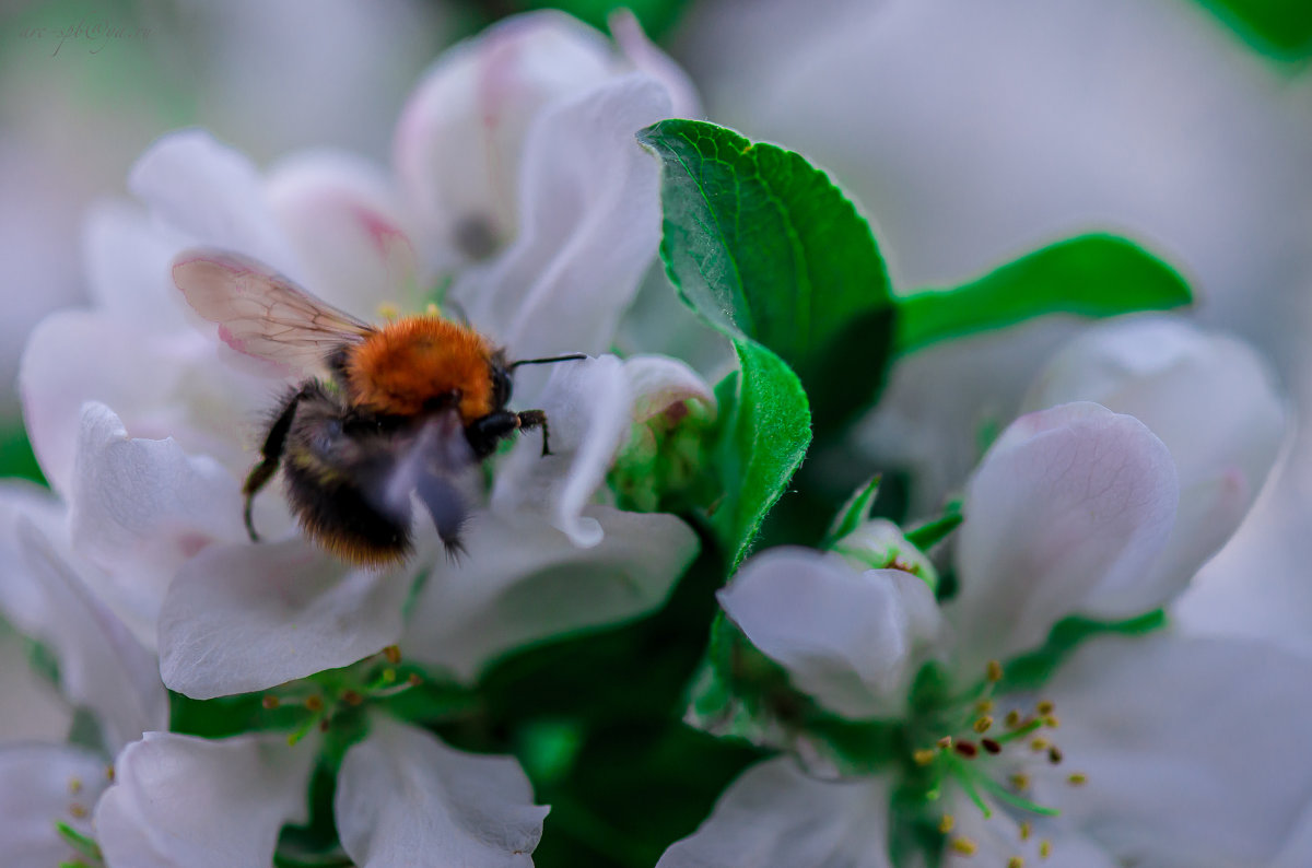 пчела и цветок яблони - Аркадий Алямовский