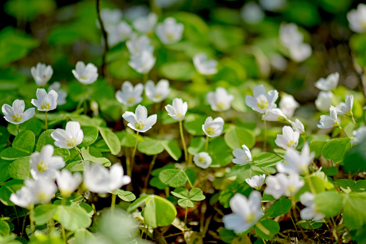 КИСЛИЦА ОБЫКНОВЕННАЯ - Oxalis acetosella (L.) - Юрий Митенёв