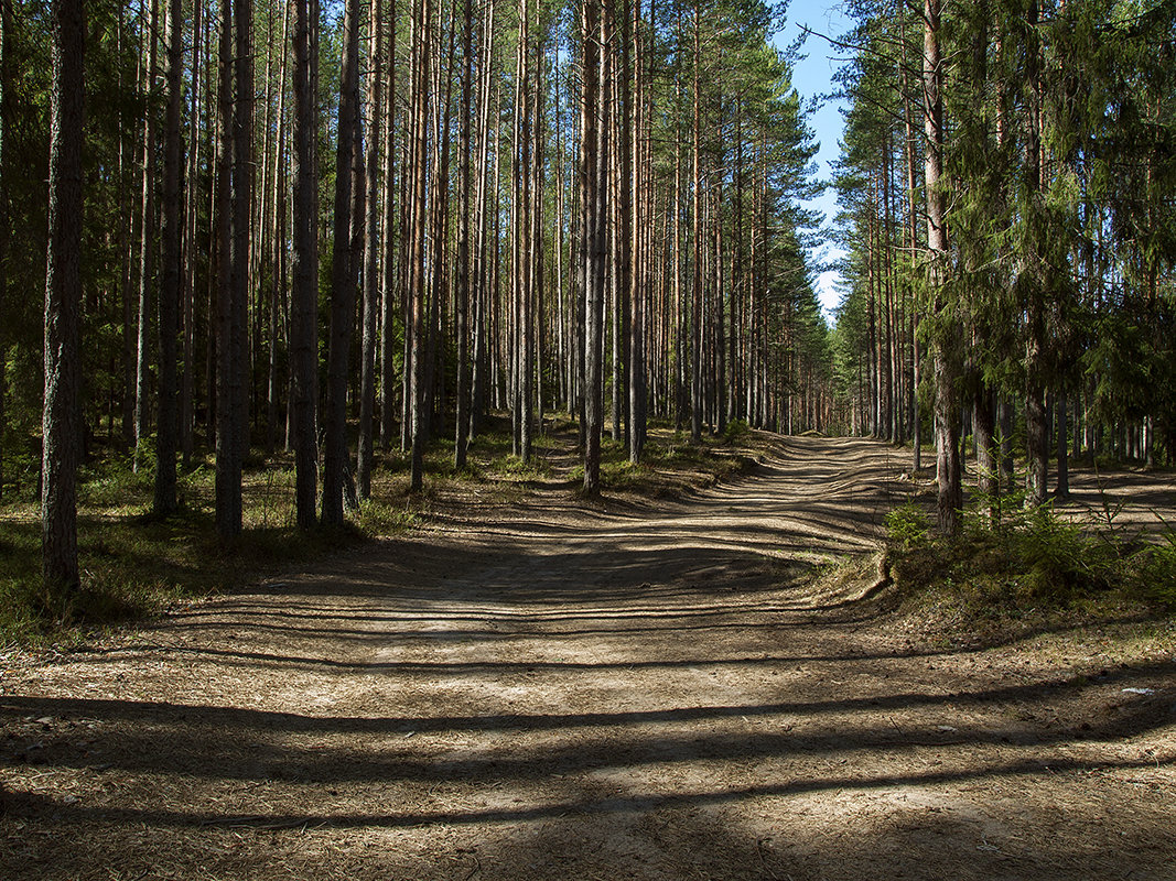 Сосновый бор. - Лазарева Оксана