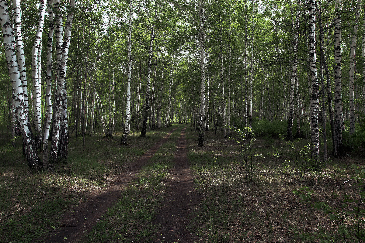 Прогулка в лесу. - Kassen Kussulbaev