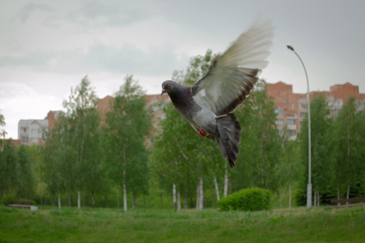птица мира - Алексей Гончар