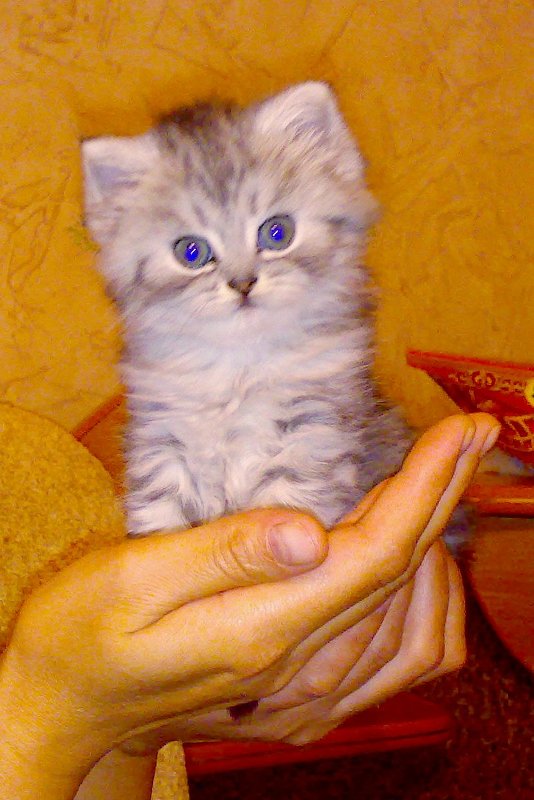 Моя кошка Сима (Какая она была маленькой) - Алексей Старченко