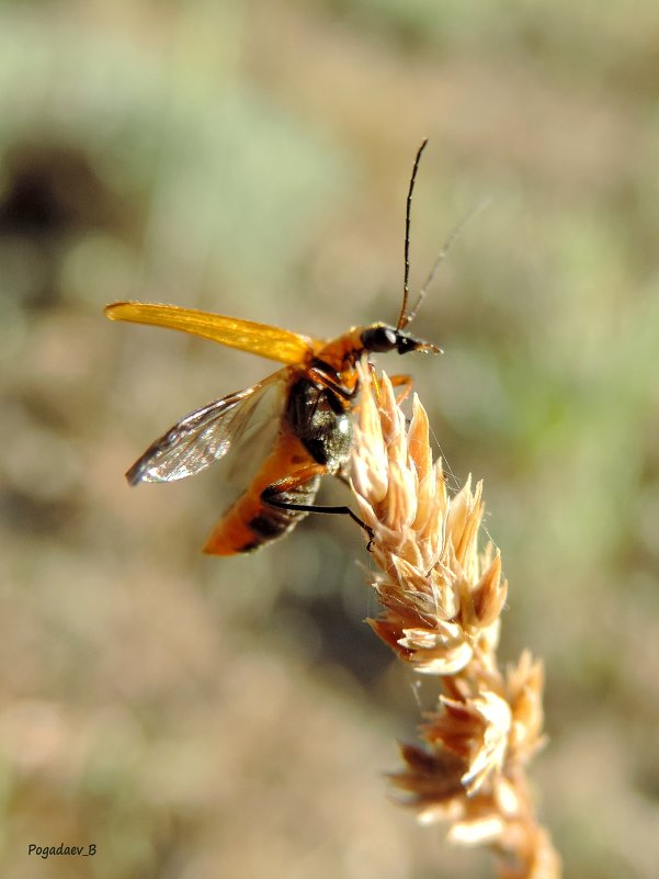 Oedemera podagrariae - Богдан Погадаев