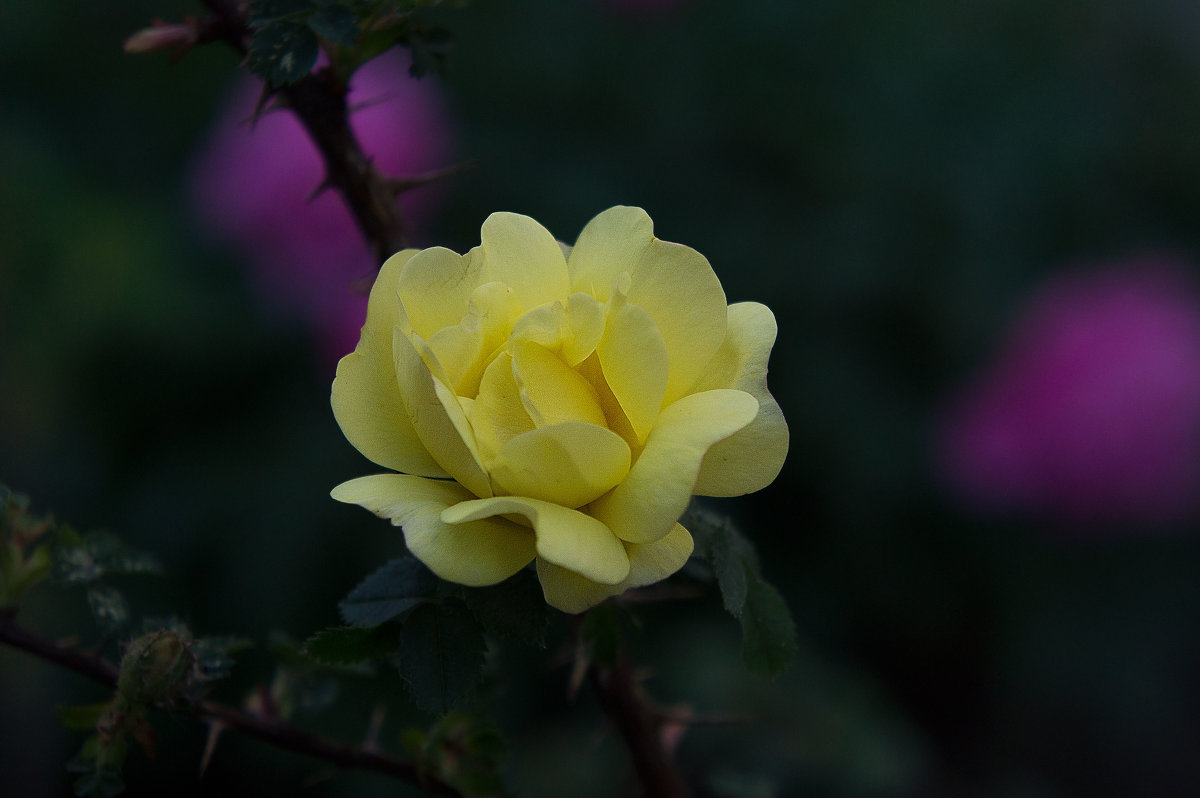 Желтая роза - Владимир Кроливец