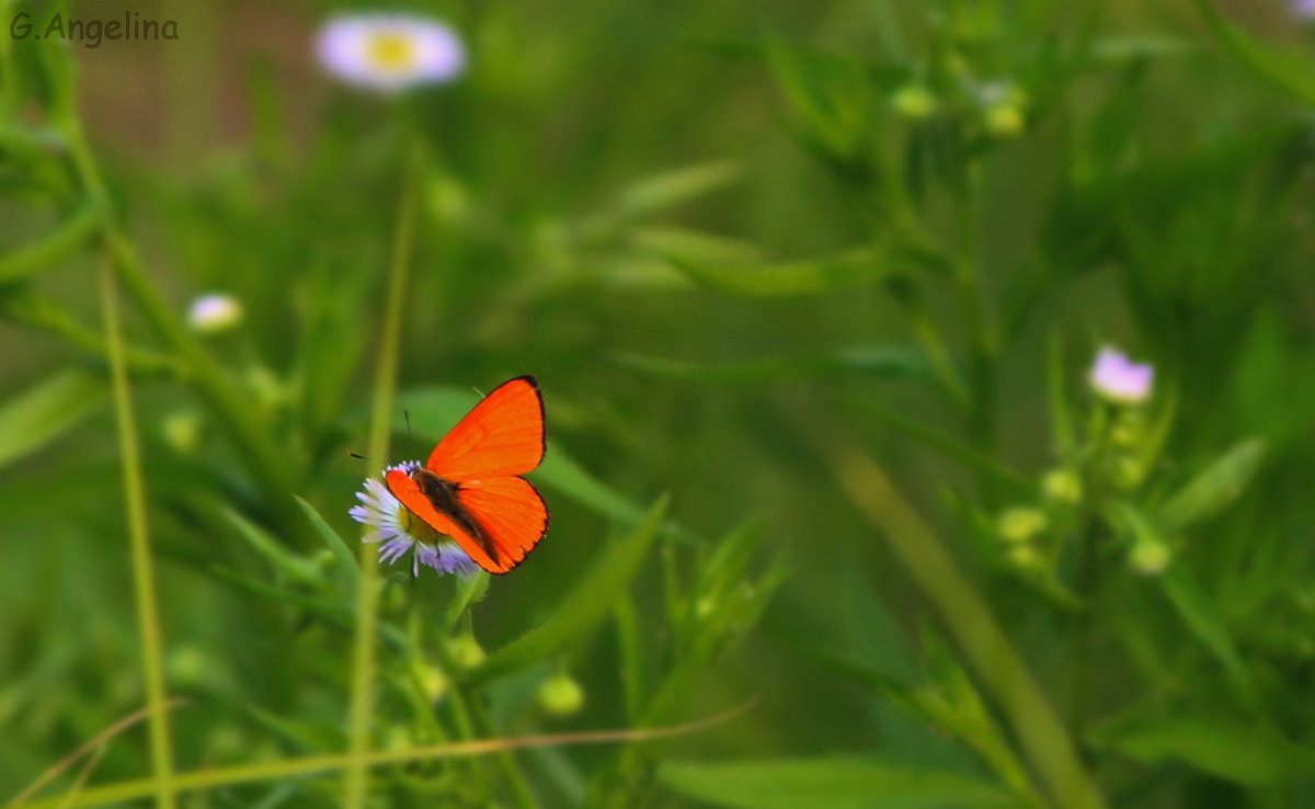 разновидность бабочек - ангелина гончарук