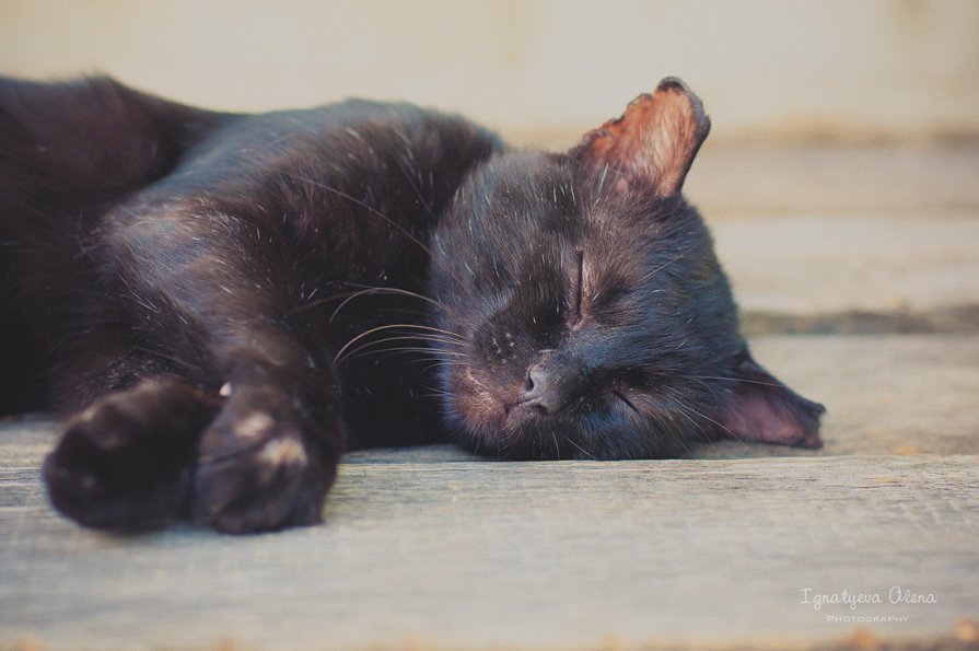 Спящий кот - Марта Май
