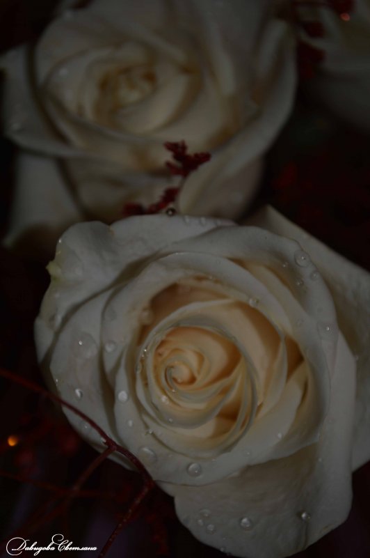 белые розы.. - Светлана Давыдова