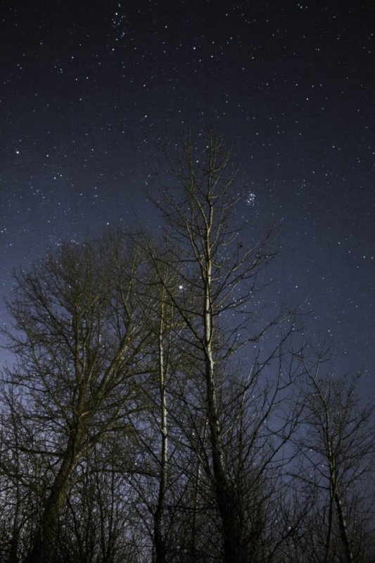 Дерево на фоне звезд - Олег Волков