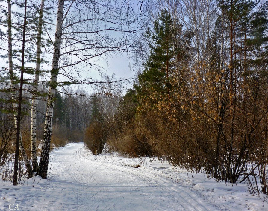 Лыжня - Александр Садовский