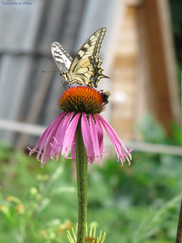 Бабочка и шмель на цветке - Виктория Писаренко