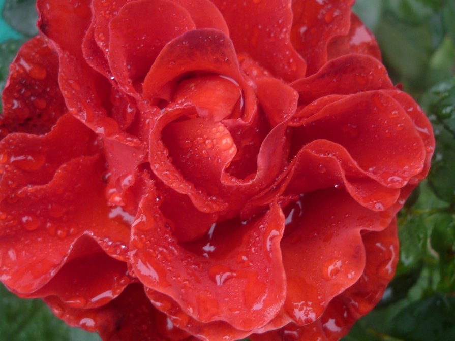 роза - valentina baban
