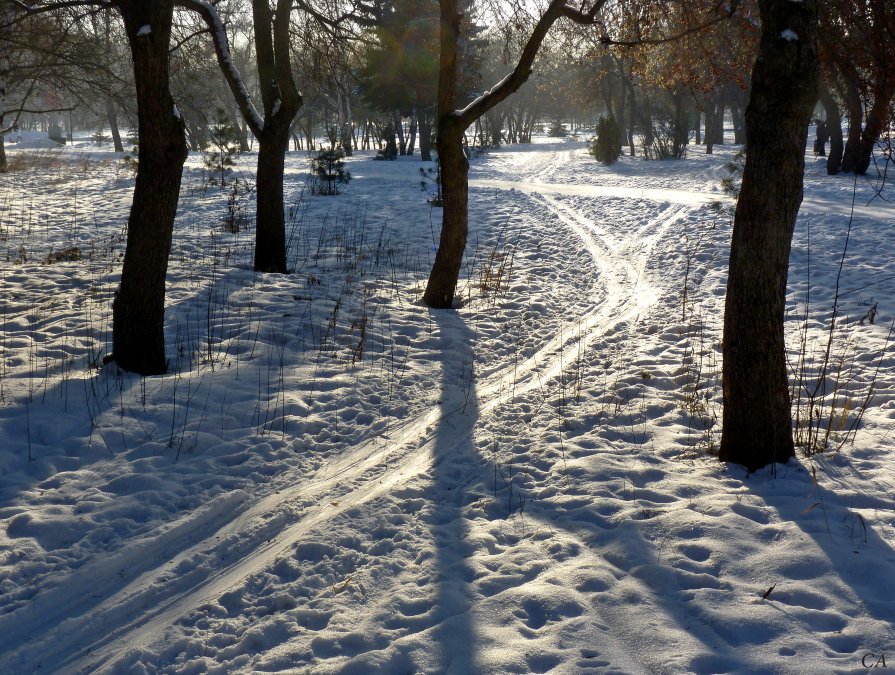 Лыжня в парке - Александр Садовский