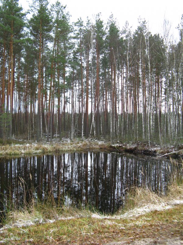 Около леса - Vitaliy Mezentsev