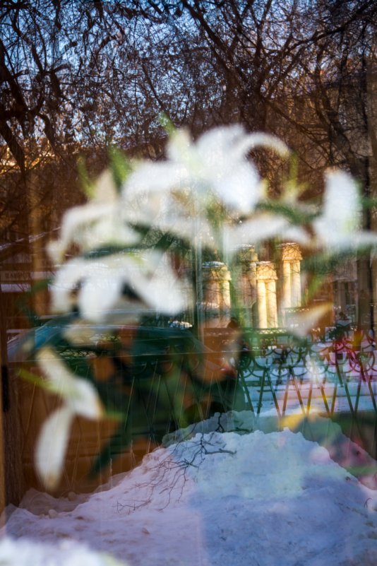 лилии на снегу - Нина Калитеева