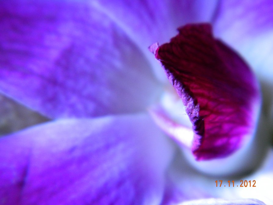 неоновый цветок - Мария Шумаева
