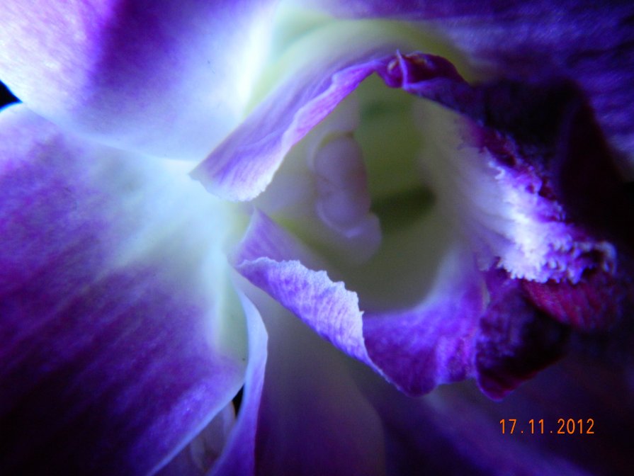неоновая орхидея - Мария Шумаева