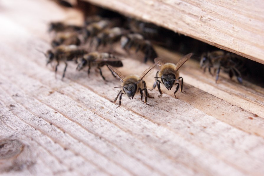 Пчёлы - Andrej Kazlou