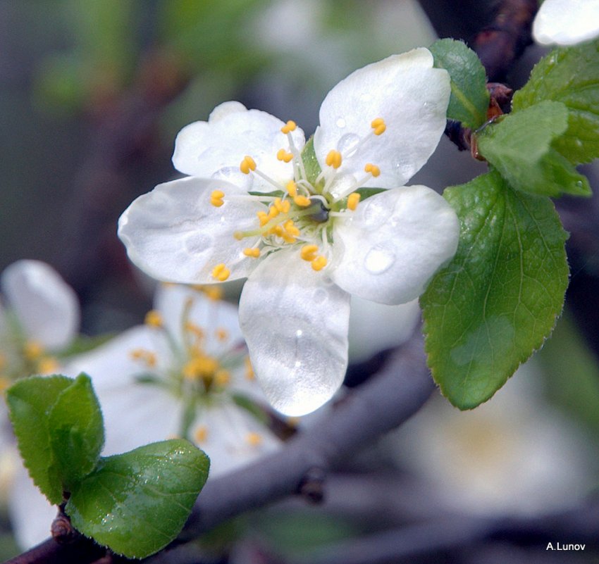 Яблоневый цветок... - Anatoly Lunov