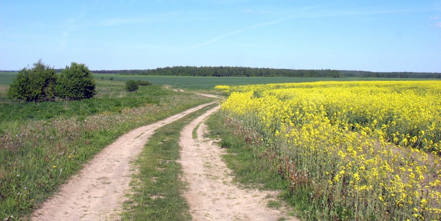 Картинки полевая дорога