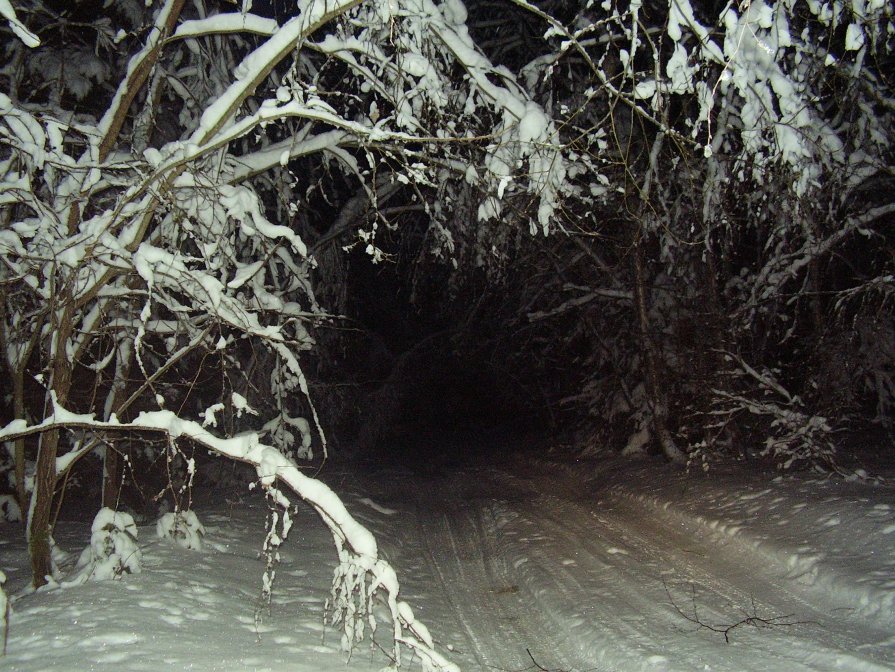 Ночная дорога в лесу - Валерий Щербаков