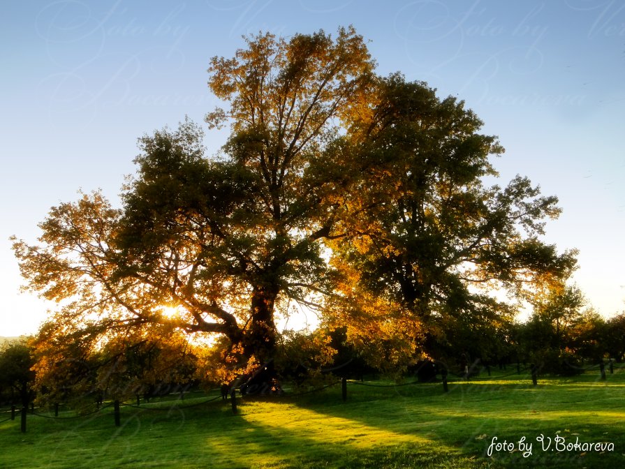 Старый дуб в лучах осеннего заката - Вера Бокарева