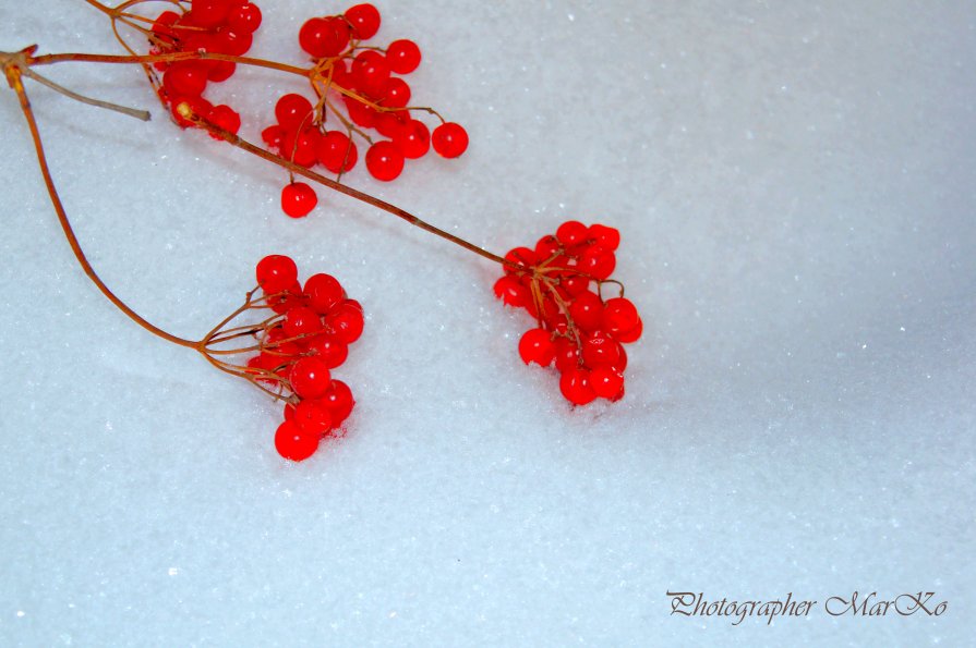 Red upon White - Photographer MarKo