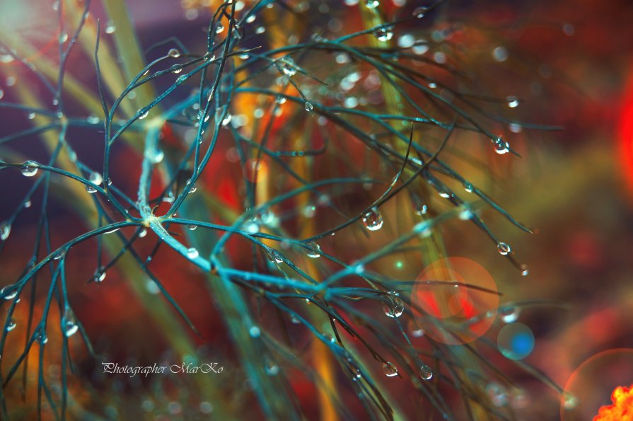 Drops of love - Photographer MarKo