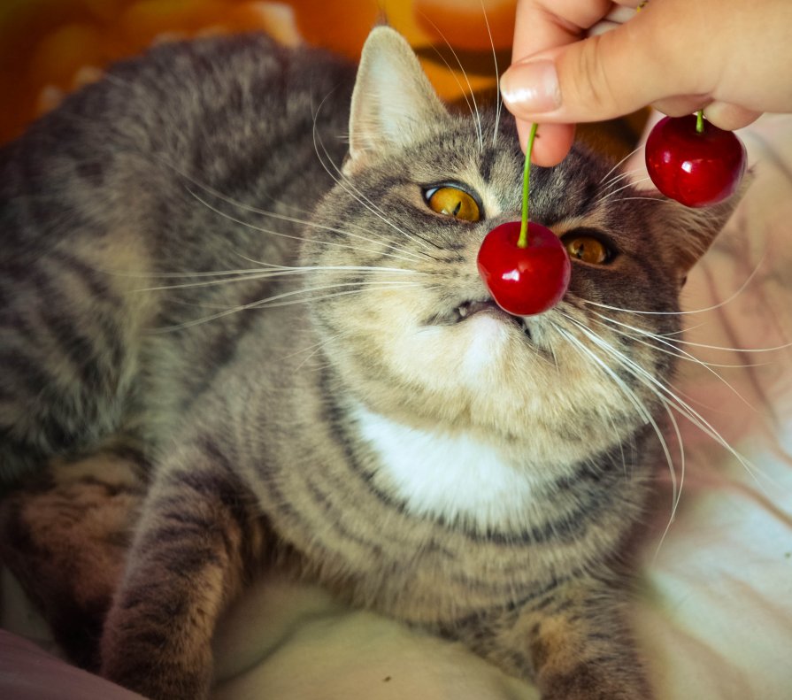 Котоклоун - Сергей Дудников