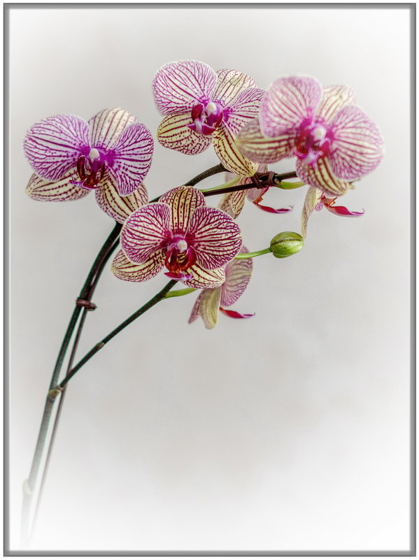 Орхидея Phalaenopsis - Александр Морозов