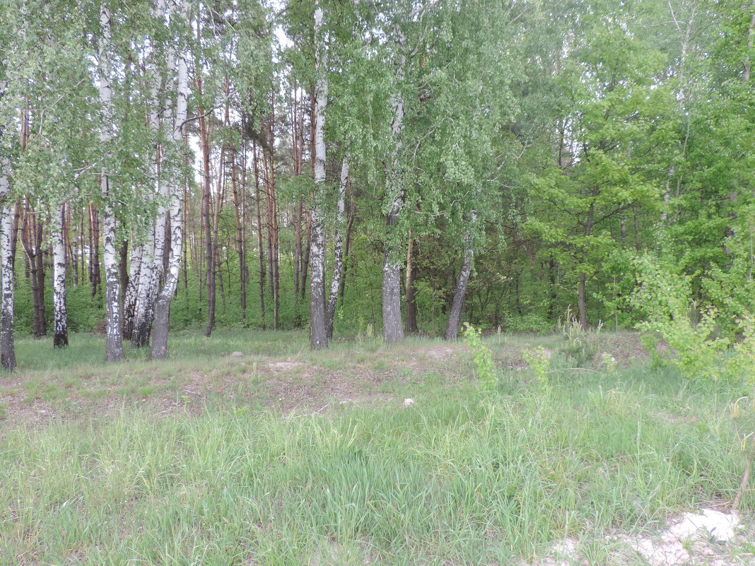 Лес весной - Владимир Циганенко