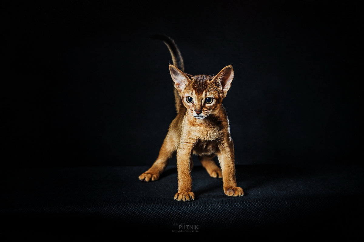 Во мне сейчас живет - не кот! ))) - Сергей Пилтник